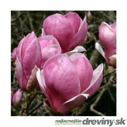 Magnólia Rustica Rubra 60/80 cm, v črepníku Magnolia Rustica Rubra