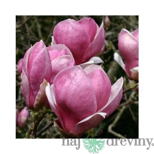 Magnólia Rustica Rubra 60/80 cm, v črepníku Magnolia Rustica Rubra