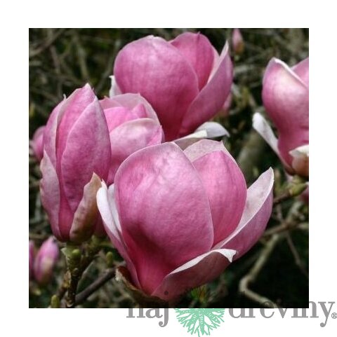 Magnólia Rustica Rubra 60/80 cm, v črepníku Magnolia Rustica Rubra