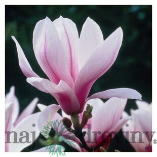 Magnólia Soulangeana 40/60 cm, v črepníku Magnolia Soulangeana