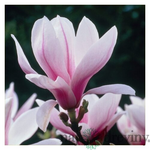 Magnólia Soulangeana 40/60 cm, v črepníku Magnolia Soulangeana