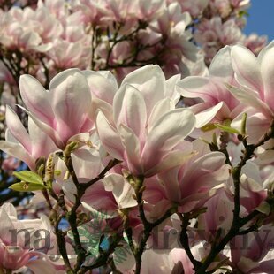 Magnólia Soulangeana, výška 100/120 cm, v črepníku 10l Magnolia soulangeana