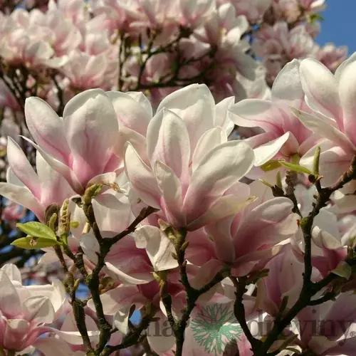 Magnólia Soulangeana, výška 70/90 cm, v črepníku 10 Magnolia soulangeana