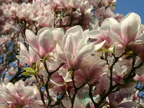 Magnólia Soulangeana, výška 70/90 cm, v črepníku 10 Magnolia soulangeana