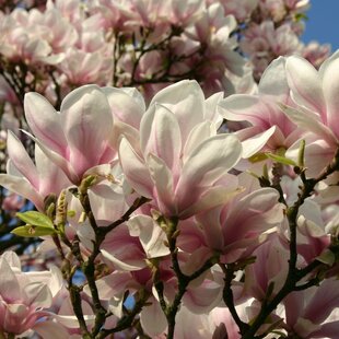Magnólia Soulangeana, výška 70/90 cm, v črepníku 10 Magnolia soulangeana