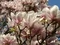 Magnólia Soulangeana, výška 70/90 cm, v črepníku 10 Magnolia soulangeana