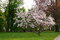 Magnólia Soulangeova Superba, na kmienku 100 cm, v črepniku 10 l Magnolia soulangea Superba