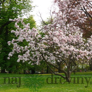 Magnólia Soulangeova Superba, na kmienku 100 cm, v črepniku 10 l Magnolia soulangea Superba