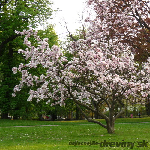 Magnólia Soulangeova Superba, na kmienku 100 cm, v črepniku 10 l Magnolia soulangea Superba