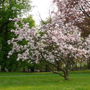 Magnólia Soulangeova Superba, na kmienku 100 cm, v črepniku 10 l Magnolia soulangea Superba