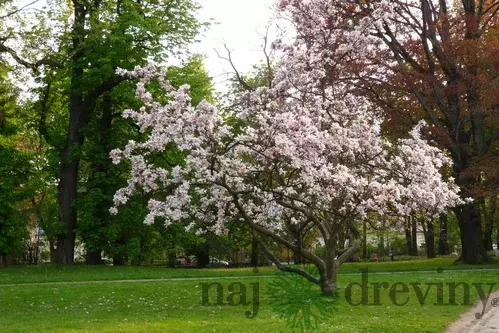 Magnólia Soulangeova Superba, na kmienku 100 cm, v črepniku 10 l Magnolia soulangea Superba