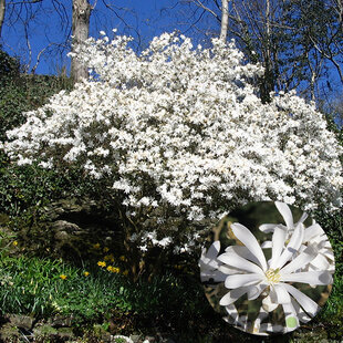 Magnólia Stelatta, na kmienku 100 cm, v črepníku 10 l Magnolia Stelatta
