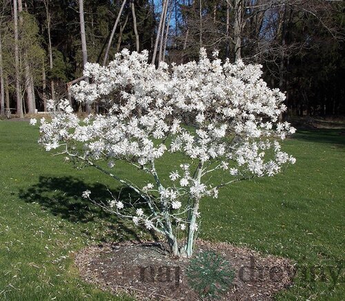 Magnólia Stelatta, na kmienku 60 cm, v črepníku 7,5l Magnolia Stelatta