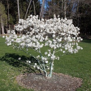 Magnólia Stelatta, na kmienku 60 cm, v črepníku 7,5l Magnolia Stelatta