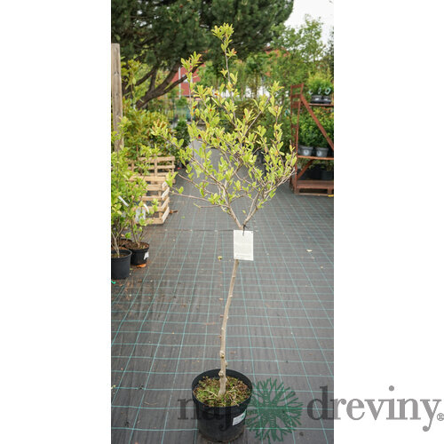Magnólia Stelatta, na kmienku 60 cm, v črepníku 7,5l Magnolia Stelatta