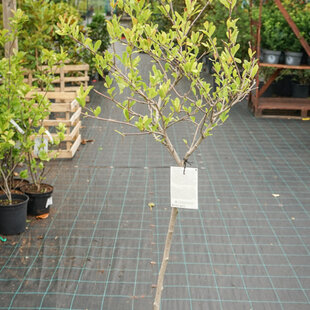 Magnólia Stelatta, na kmienku 60 cm, v črepníku 7,5l Magnolia Stelatta