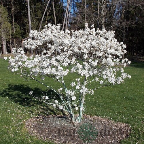 Magnólia Stelatta, na kmienku 60 cm, v črepníku 7,5l Magnolia Stelatta