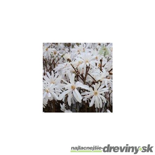 Magnólia Stelatta, na kmienku 60 cm, v črepníku 7,5l Magnolia Stelatta
