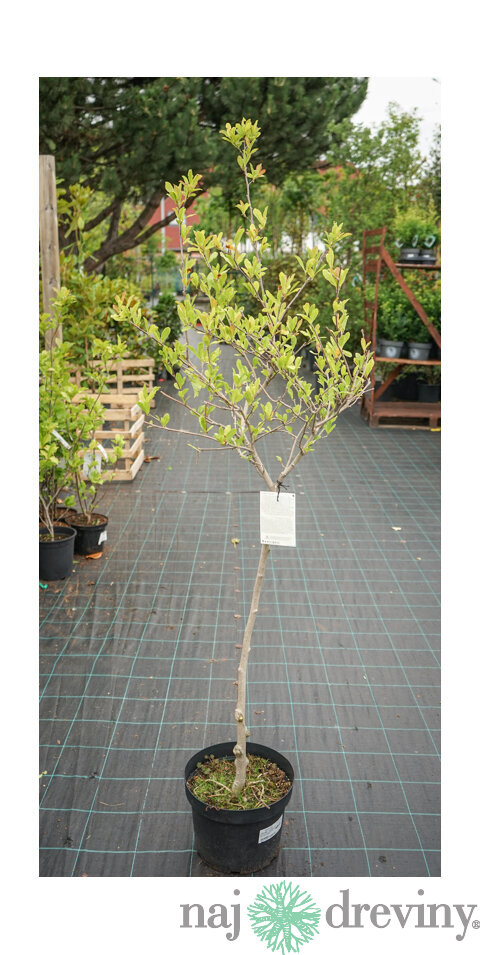 Magnólia Stelatta, na kmienku 60 cm, v črepníku 7,5l Magnolia Stelatta
