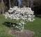 Magnólia Stelatta, na kmienku 60 cm, v črepníku 7,5l Magnolia Stelatta