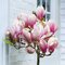 Magnólia Susan, na kmienku 80 cm, v črepníku 7,5l Magnolia Susan