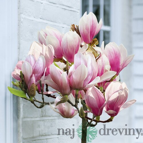 Magnólia Susan, na kmienku 80 cm, v črepníku 7,5l Magnolia Susan