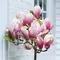 Magnólia Susan, na kmienku 80 cm, v črepníku 7,5l Magnolia Susan