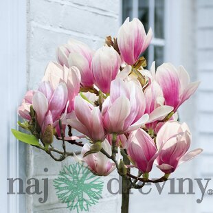 Magnólia Susan, na kmienku 80 cm, v črepníku 7,5l Magnolia Susan