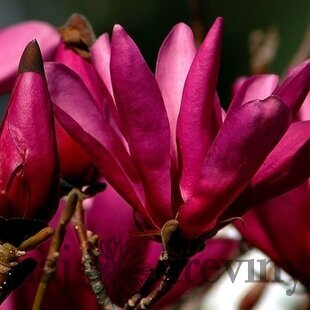 Magnólia Susan veľkokvetá, 150/160 cm, v črepníku Magnolia Susan