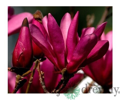 Magnólia Susan veľkokvetá, 150/160 cm, v črepníku Magnolia Susan