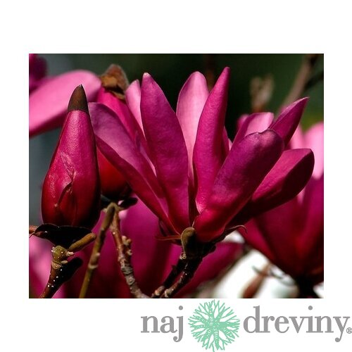Magnólia Susan veľkokvetá, 150/160 cm, v črepníku Magnolia Susan