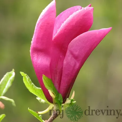Magnólia Susan veľkokvetá 40/60 cm v črepníku Magnolia Susan