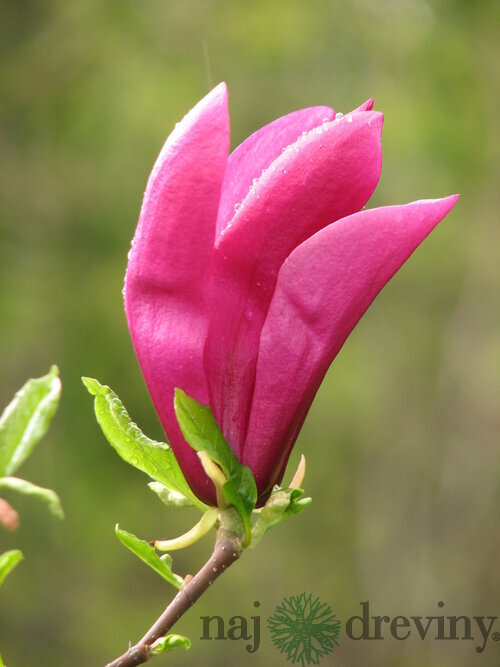 Magnólia Susan veľkokvetá 40/60 cm v črepníku Magnolia Susan