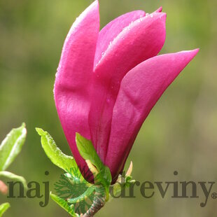 Magnólia Susan veľkokvetá 40/60 cm v črepníku Magnolia Susan