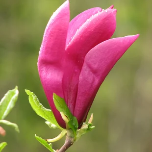 Magnólia Susan veľkokvetá 40/60 cm v črepníku Magnolia Susan