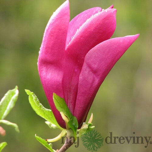 Magnólia Susan veľkokvetá 40/60 cm v črepníku Magnolia Susan