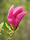 Magnólia Susan veľkokvetá 40/60 cm v črepníku Magnolia Susan