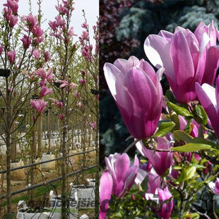 Magnólia Susan veľkokvetá na kmienku 130/140 cm, obvod 6/8 cm, v črepníku Magnolia Susan