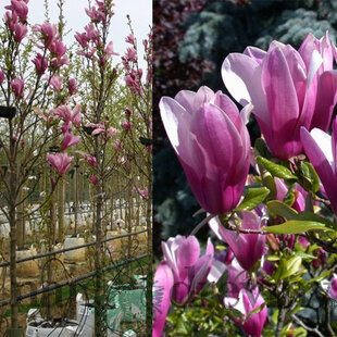 Magnólia Susan veľkokvetá na kmienku 130/140 cm, obvod 6/8 cm, v črepníku Magnolia Susan