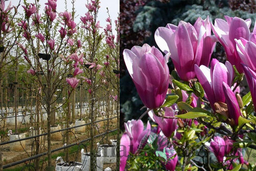 Magnólia Susan veľkokvetá na kmienku 130/140 cm, obvod 6/8 cm, v črepníku Magnolia Susan
