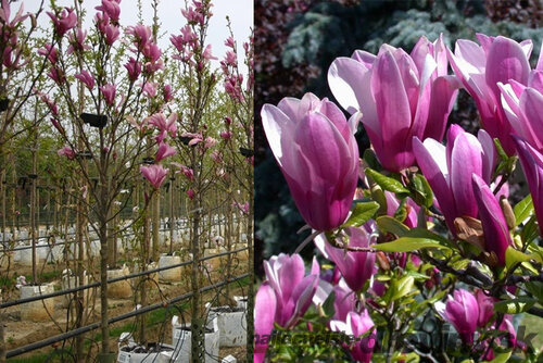 Magnólia Susan veľkokvetá na kmienku 130/140 cm, obvod 6/8 cm, v črepníku Magnolia Susan
