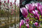 Magnólia Susan veľkokvetá na kmienku 130/140 cm, obvod 6/8 cm, v črepníku Magnolia Susan