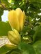 Magnólia Yellow Bird, výška 80/100 cm, v črepníku 5l  Magnolia Yellow Bird