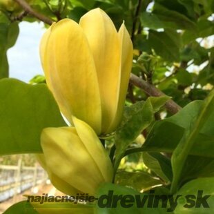 Magnólia Yellow Bird, výška 80/100 cm, v črepníku 5l  Magnolia Yellow Bird
