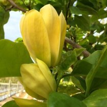 Magnólia Yellow Bird, výška 80/100 cm, v črepníku 5l  Magnolia Yellow Bird