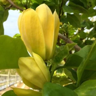 Magnólia Yellow Bird, výška 80/100 cm, v črepníku 5l  Magnolia Yellow Bird