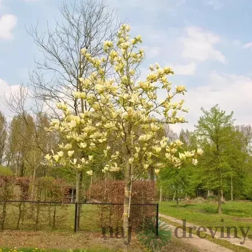 Magnólia Yellow lantern, výška 120/150 cm, v črepníku Magnolia Yellow lantern