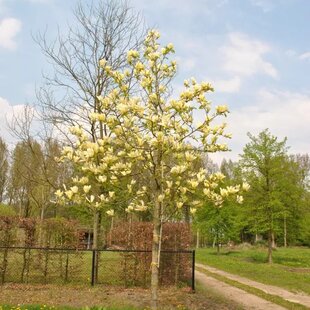 Magnólia Yellow lantern, výška 120/150 cm, v črepníku Magnolia Yellow lantern