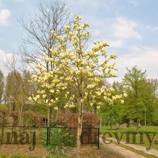 Magnólia Yellow lantern, výška 120/150 cm, v črepníku Magnolia Yellow lantern