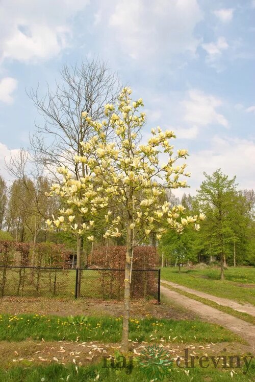 Magnólia Yellow lantern, výška 120/150 cm, v črepníku Magnolia Yellow lantern